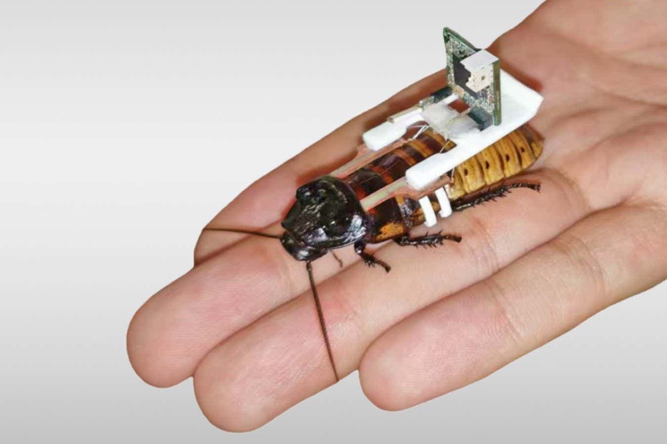 NATO Tests SWARM Biotactics' AI-Guided Cyborg Cockroaches for Recon