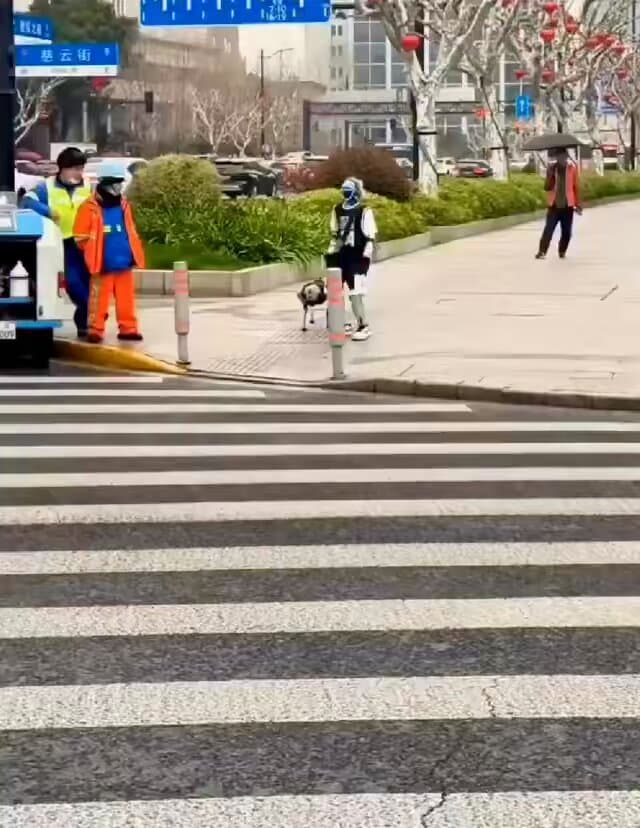 Robot Duo Takes Shanghai: Humanoid and Robodog Cross Street Together