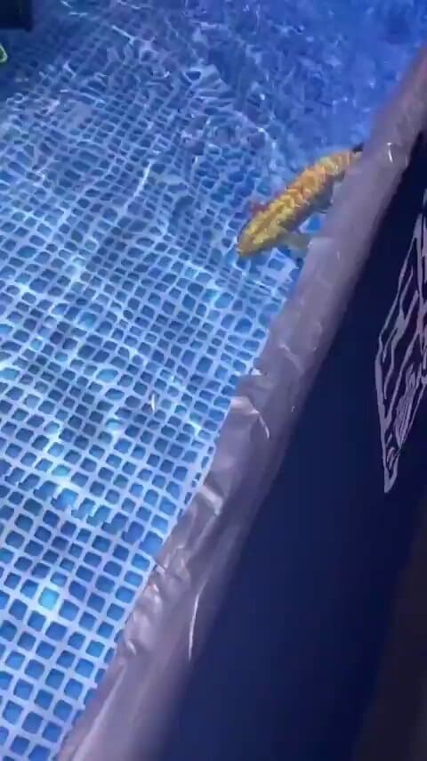 Beijing Military Intelligent Technology Demonstrates Underwater 'Fish Drone' Prototype