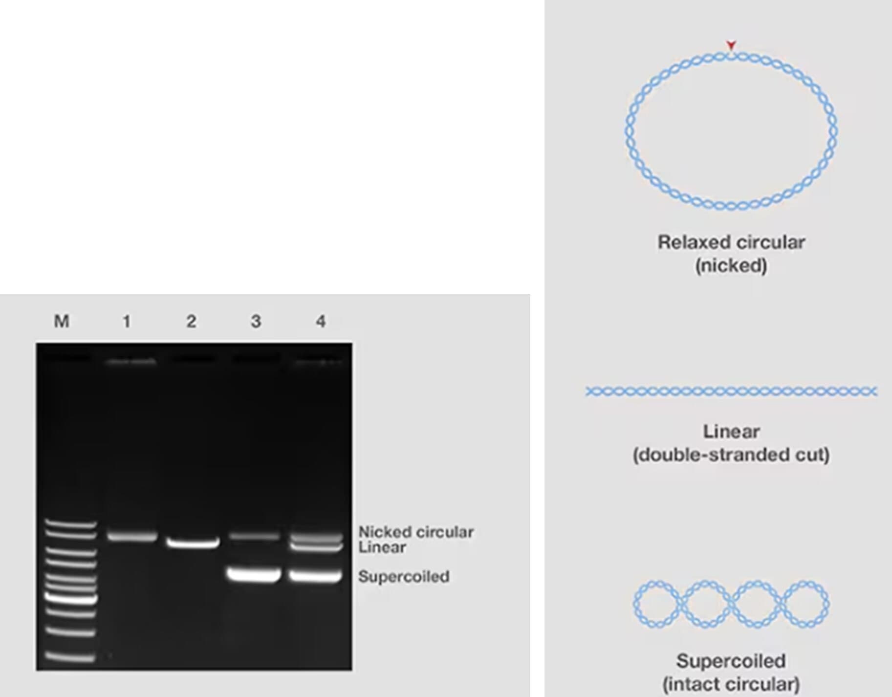 A researcher examines a genomic data visualization on a large screen, with DNA helix graphics and molecular…